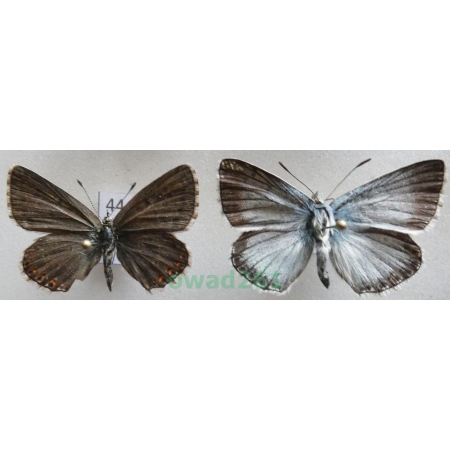 Polyommatus coridon (Poda, 1761) pair Poland44